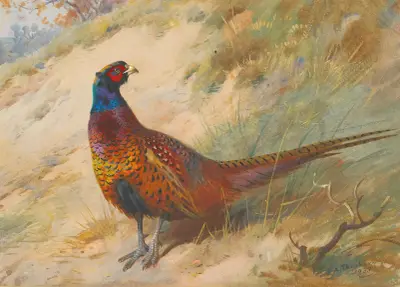 Fasan av Archibald Thorburn