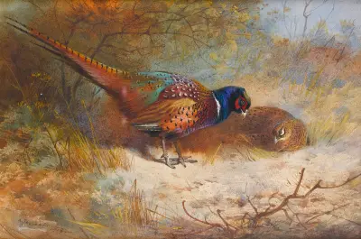 Pheasants av Archibald Thorburn