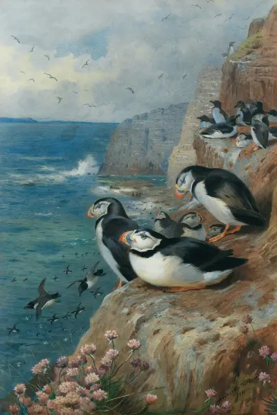 Lunnefåglar och sillgrisslor av Archibald Thorburn