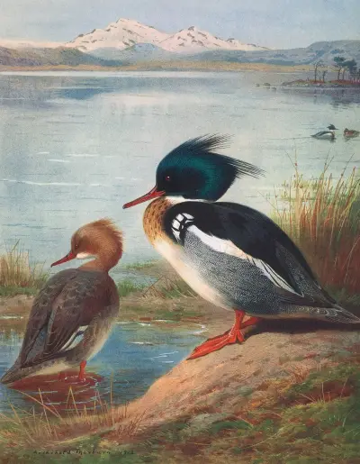Red-Breasted Merganser av Archibald Thorburn