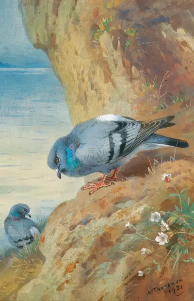 Klippduvor av Archibald Thorburn