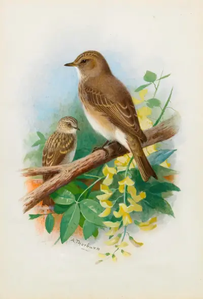 Grå flugsnappare av Archibald Thorburn