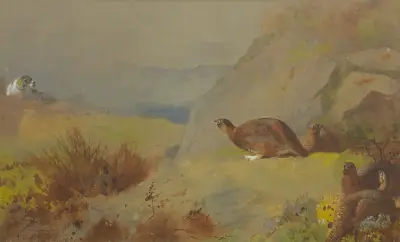 Studie av orre på heden av Archibald Thorburn