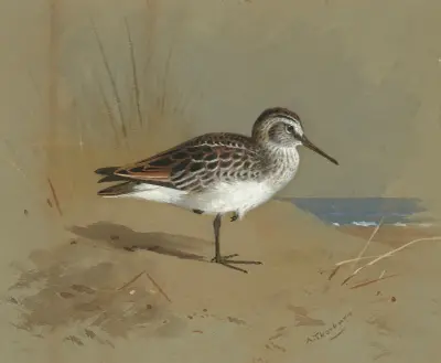 Studie av en snäppa av Archibald Thorburn