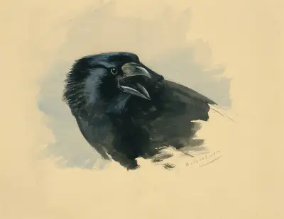 Studie av huvudet på en kråka av Archibald Thorburn