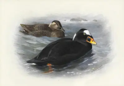 Surf Scoter av Archibald Thorburn