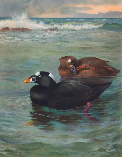 Surf-Scoter av Archibald Thorburn