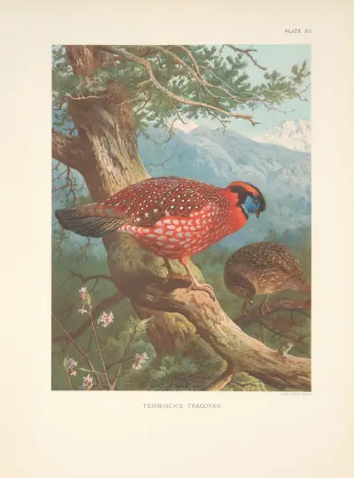 Temmincks tragopan (Temminck’s Tragopan) av Archibald Thorburn