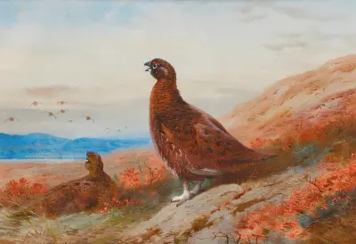 The Challenge av Archibald Thorburn