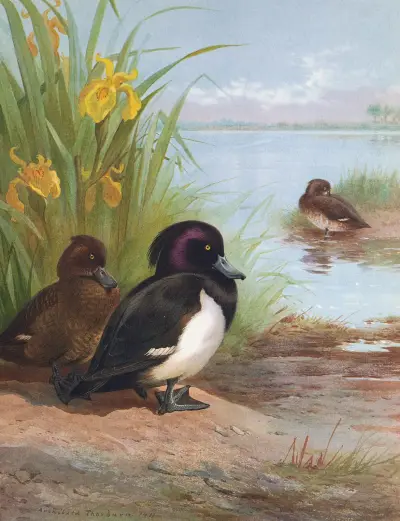 Tufted Duck av Archibald Thorburn