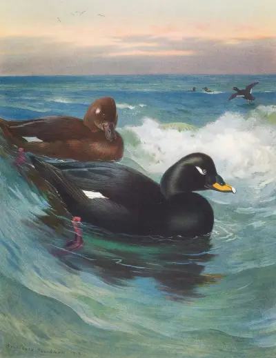Velvet-Scoter av Archibald Thorburn