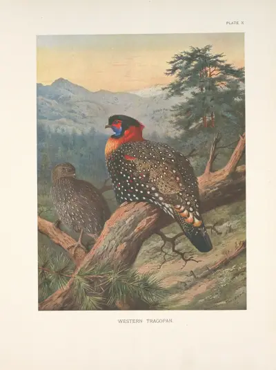 Western Tragopan (Tragopan melanocephalus). av Archibald Thorburn