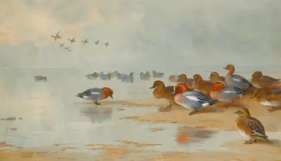 Bläsänder och kricka vid vattenbrynet av Archibald Thorburn
