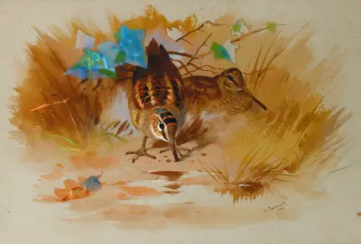Woodcock In A Sandy Hollow av Archibald Thorburn