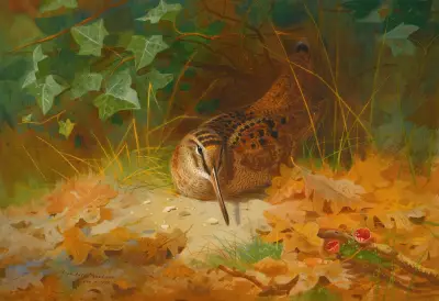 Woodcock av Archibald Thorburn