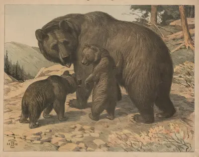 Medvěd (varianta), Oluf August Hermansen