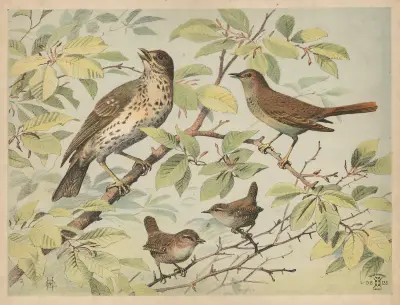Drozd, slavík a střízlík, 1892 – č. 1, Oluf August Hermansen