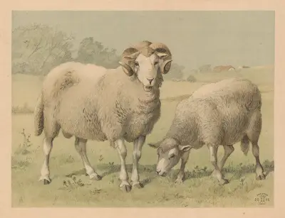 Får av Oluf August Hermansen
