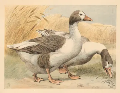 Gæs av Oluf August Hermansen