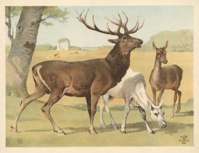 Kronhjort av Oluf August Hermansen