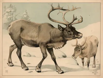 Sobi (varianta), Oluf August Hermansen