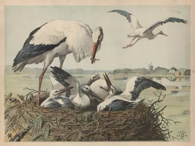 Čáp, 1892 – č. 1, Oluf August Hermansen