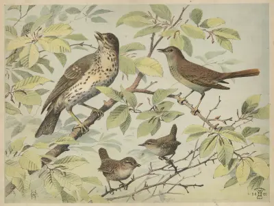 Drozd, slavík a střízlík, 1892 – č. 2, Oluf August Hermansen