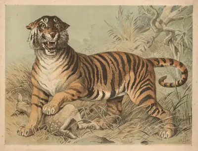 Tygr, Oluf August Hermansen