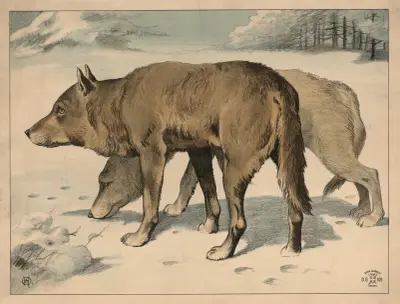 Vlk (varianta), Oluf August Hermansen