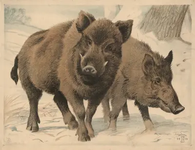 Divoké prase, Oluf August Hermansen