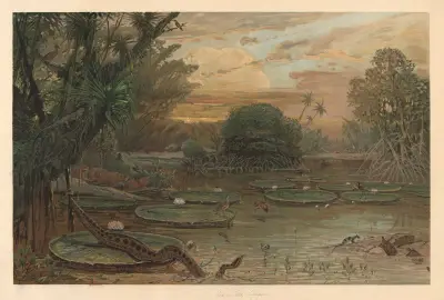 From Guyana av August Specht