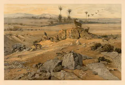 From the Sahara av August Specht