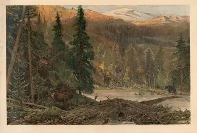 North American coniferous forest av August Specht