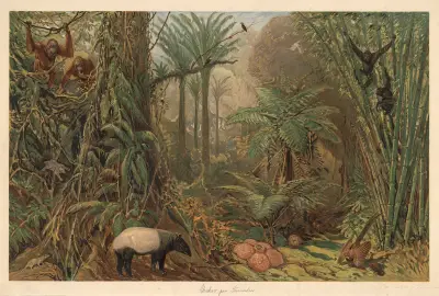 Prales na Sumatře, August Specht