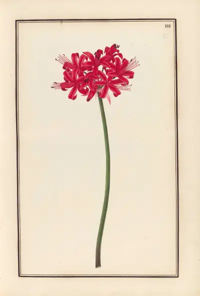 Stirpium imagines LXXV Pl.03 av Baldassare Cattrani