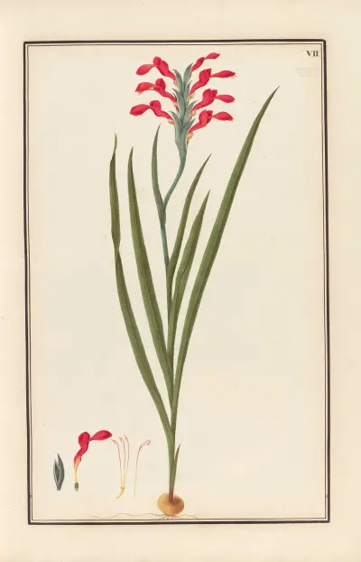 Stirpium imagines LXXV Pl.07 av Baldassare Cattrani