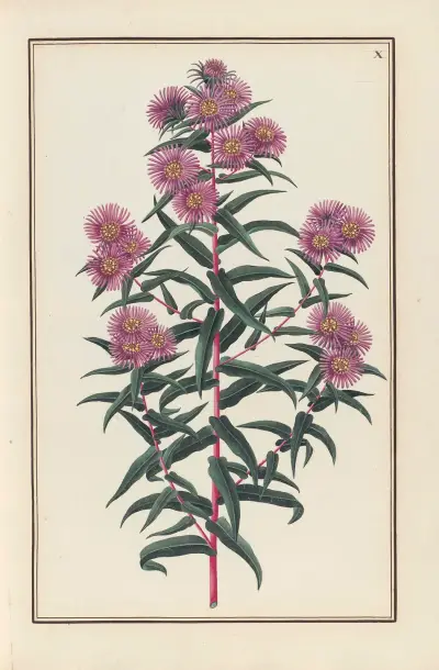 Stirpium imagines LXXV Pl.10 av Baldassare Cattrani