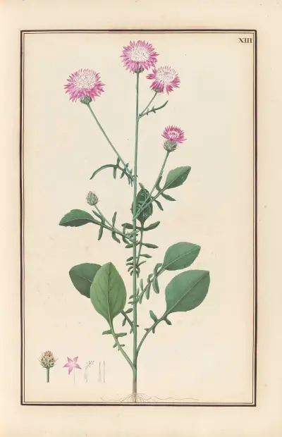 Stirpium imagines LXXV Pl.13 av Baldassare Cattrani