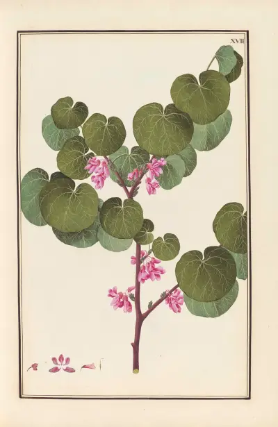 Stirpium imagines LXXV Pl.17 av Baldassare Cattrani