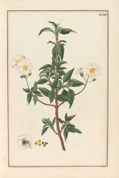 Stirpium imagines LXXV Pl.18 av Baldassare Cattrani