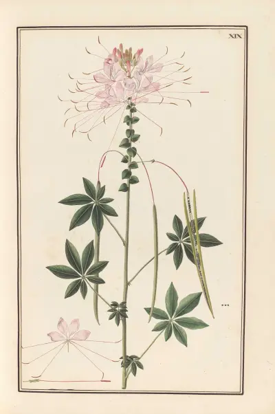 Stirpium imagines LXXV Pl.19 av Baldassare Cattrani