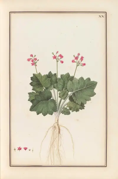Stirpium imagines LXXV Pl.20 av Baldassare Cattrani