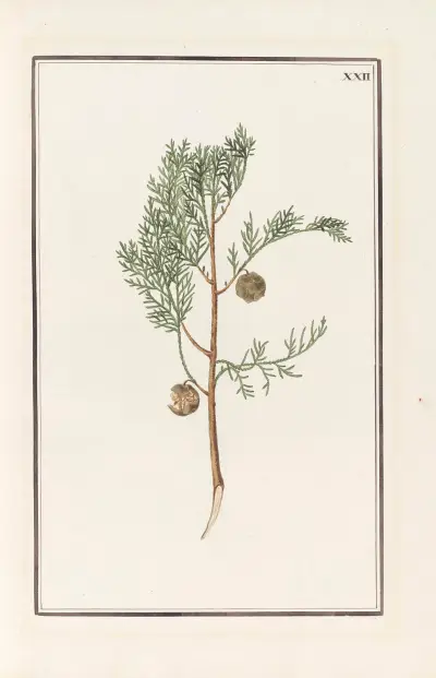 Stirpium imagines LXXV Pl.22 av Baldassare Cattrani