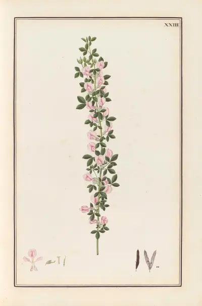 Stirpium imagines LXXV Pl.23 av Baldassare Cattrani