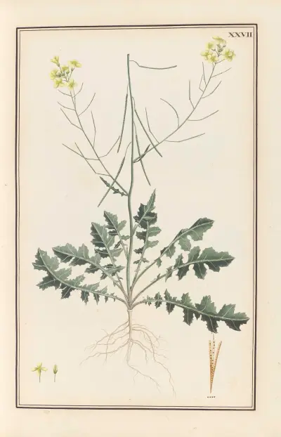 Stirpium imagines LXXV Pl.27 av Baldassare Cattrani