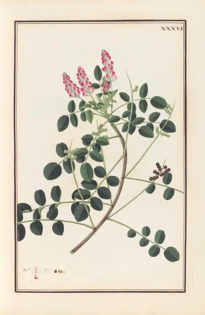 Stirpium imagines LXXV Pl.36 av Baldassare Cattrani