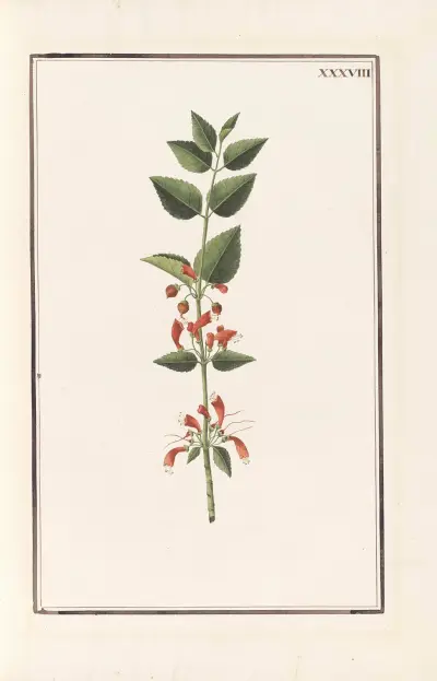Stirpium imagines LXXV Pl.38 av Baldassare Cattrani