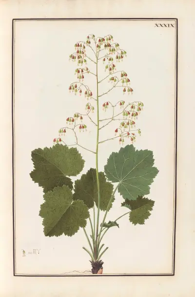 Stirpium imagines LXXV Pl.39 av Baldassare Cattrani