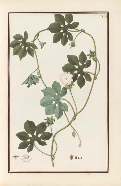 Stirpium imagines LXXV Pl.41 av Baldassare Cattrani