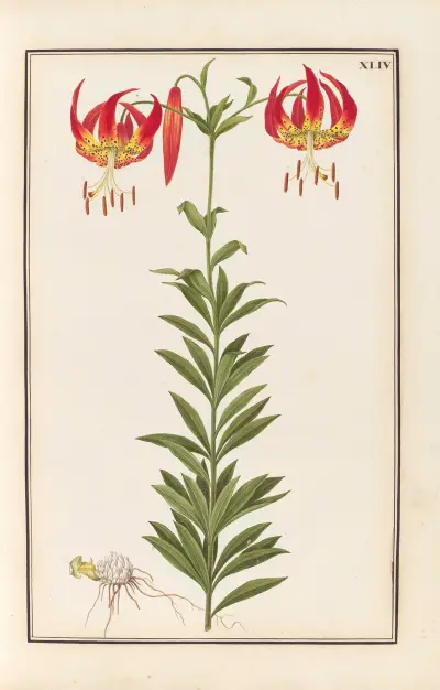 Stirpium imagines LXXV Pl.44 av Baldassare Cattrani